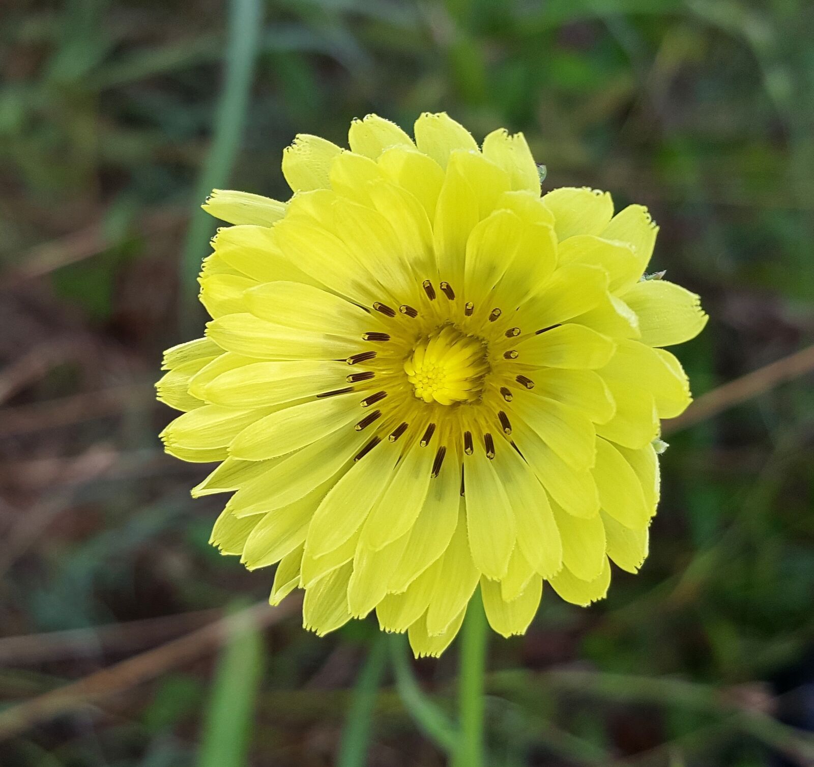Samsung Galaxy Note5 sample photo. Flower, yellow flower, texas photography