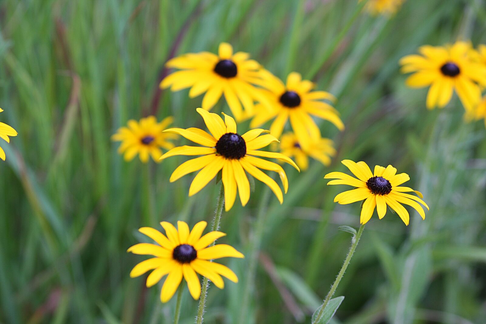 Canon EOS 1000D (EOS Digital Rebel XS / EOS Kiss F) sample photo. Flowers, daisies, walk in photography