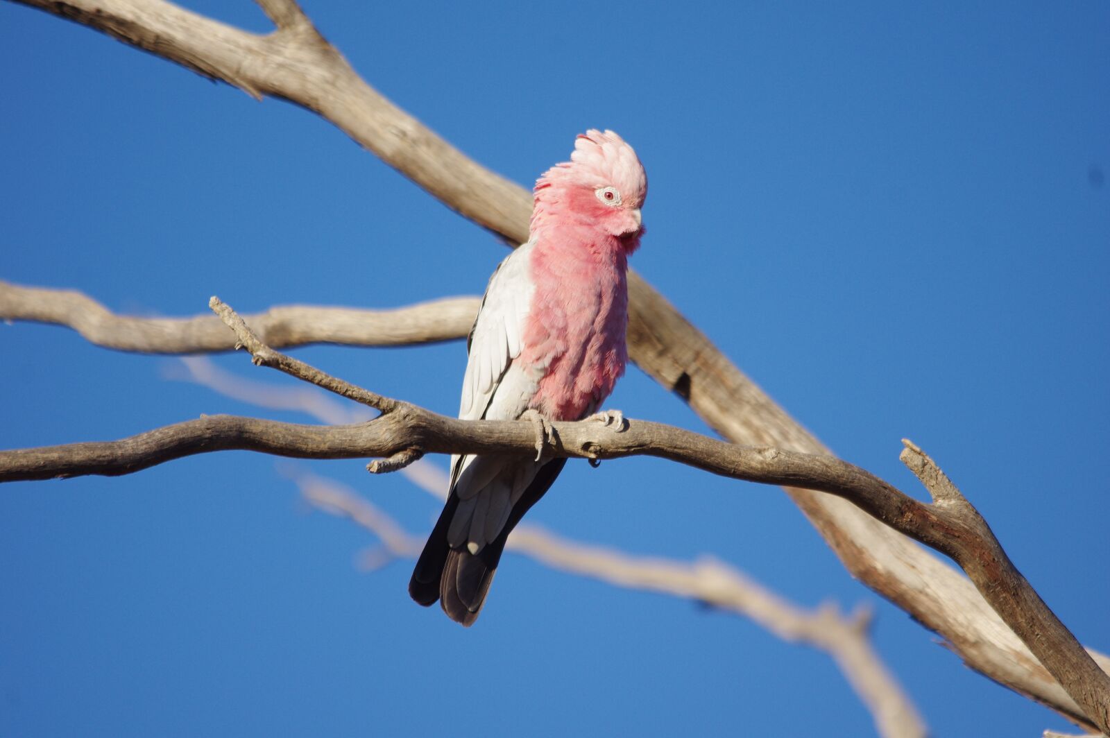 Pentax K-3 sample photo. Australia, galah, bird photography