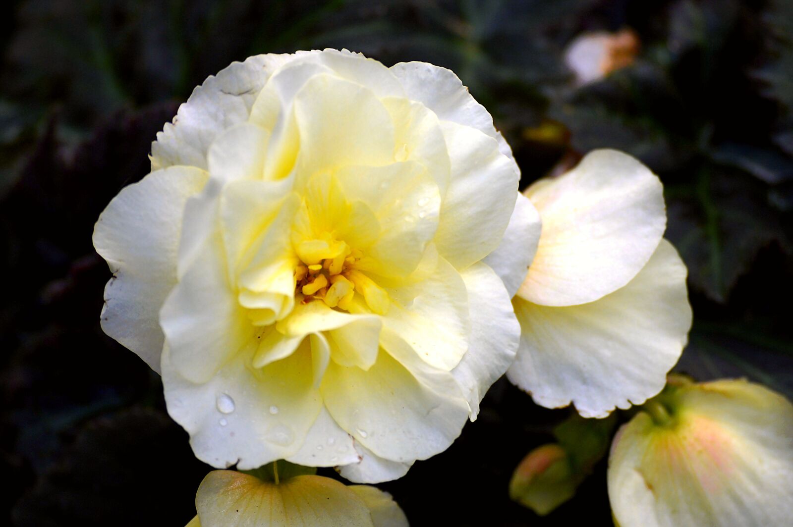 Nikon D3200 sample photo. Blossom, bloom, yellow photography