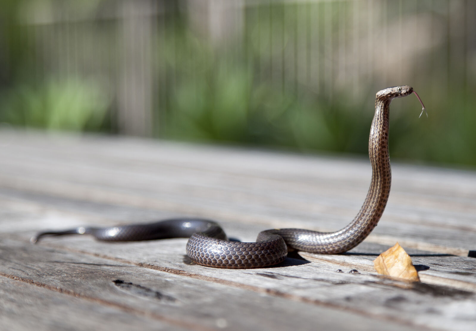 Canon EOS 5D Mark II sample photo. Nature, australia, reptile, snake photography