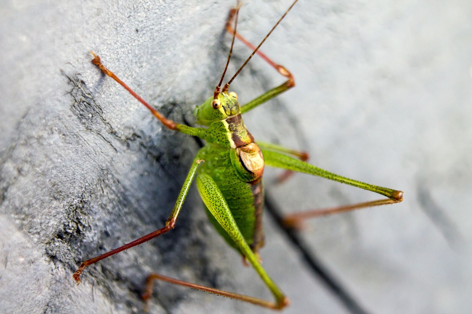 Canon EOS 1100D (EOS Rebel T3 / EOS Kiss X50) sample photo. Grasshopper, green, acid green photography