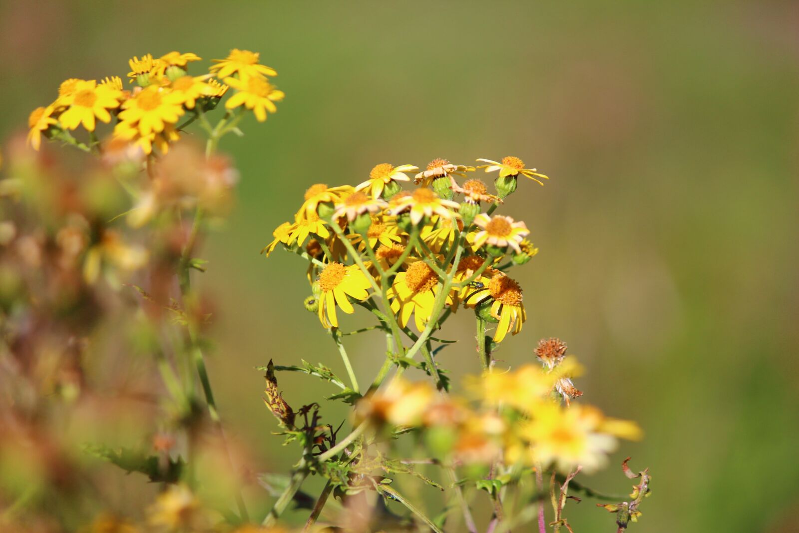 Canon EOS 600D (Rebel EOS T3i / EOS Kiss X5) sample photo. Flower, nature, happy photography