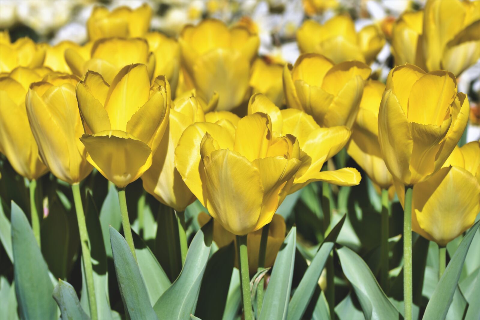 Nikon D7200 sample photo. Tulip, tulip field, blossom photography