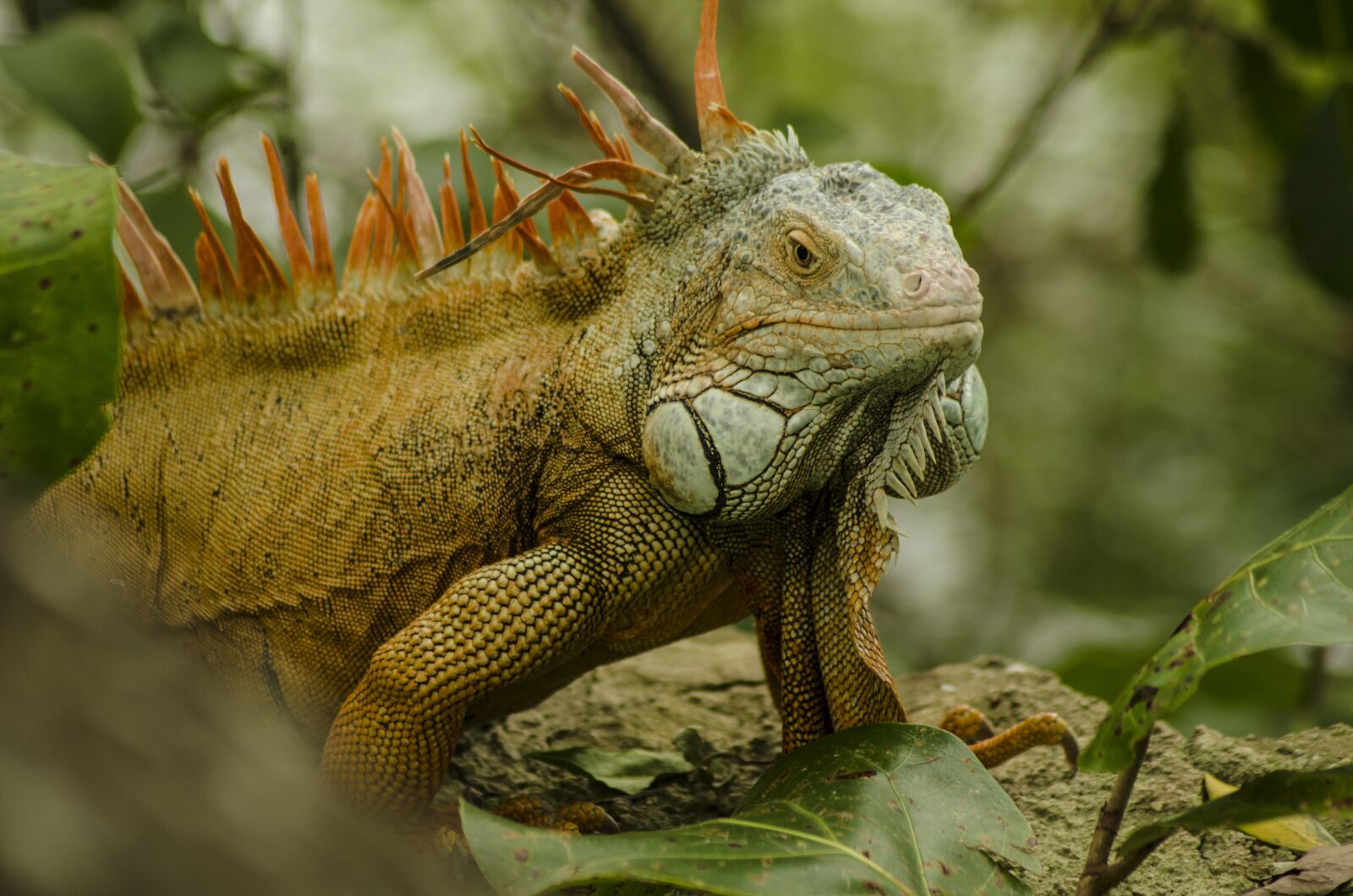 Nikon D5100 sample photo. Nature, animal, wildlife photography