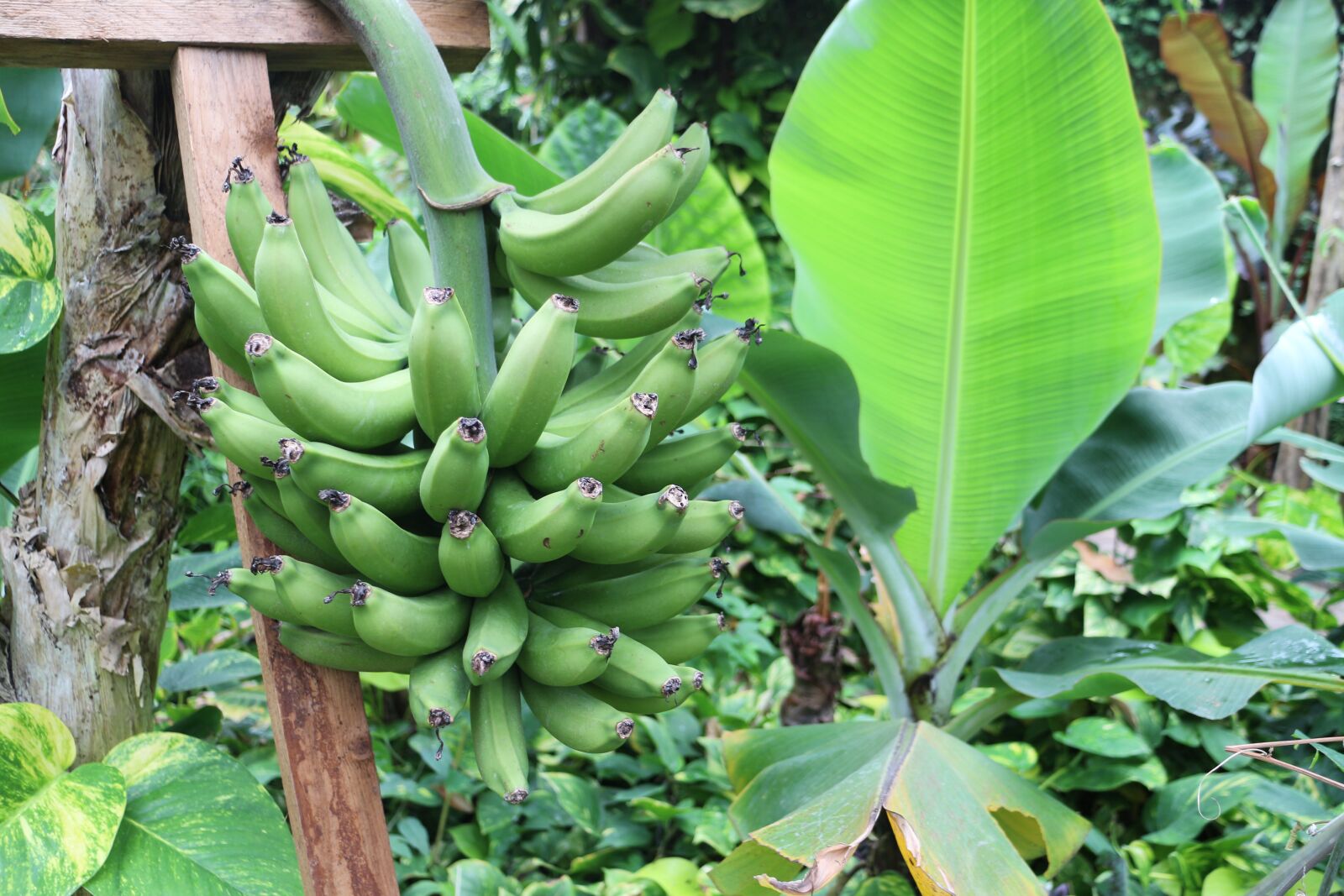 Canon EOS M sample photo. Plant, banana shrub, banana photography
