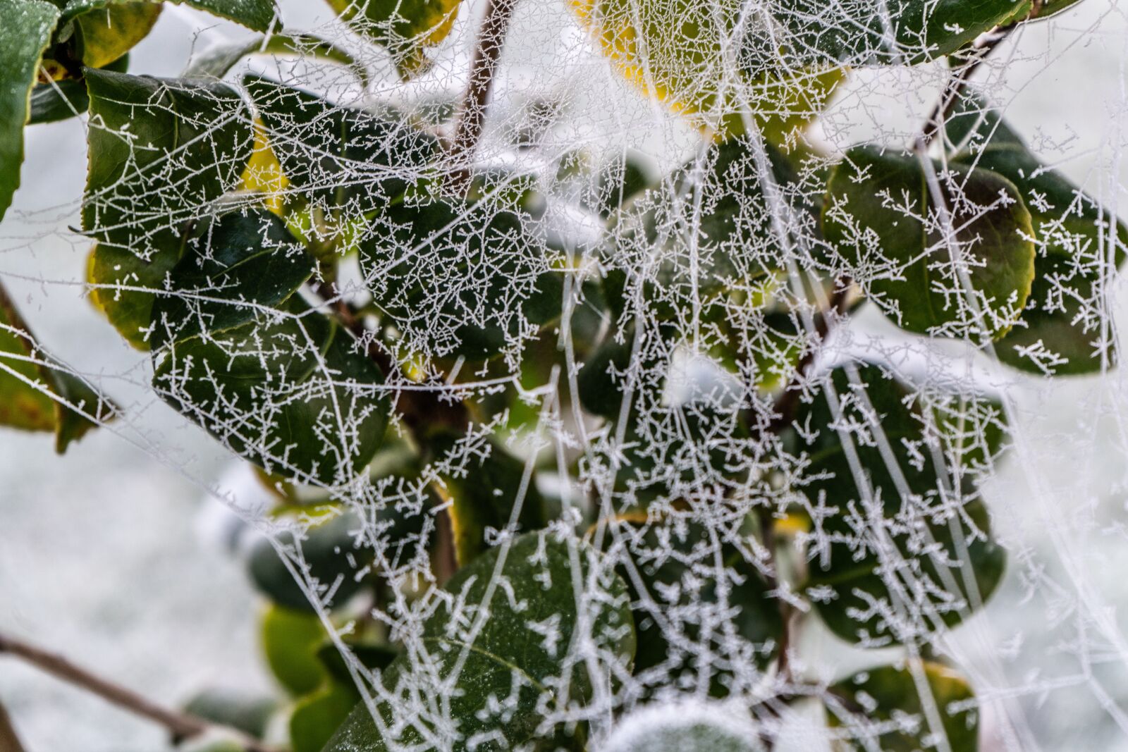 Sony a7R II + Sony FE 28-70mm F3.5-5.6 OSS sample photo. Web, spiderweb, frozen photography