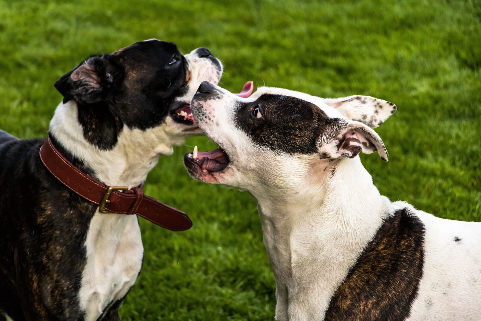 Canon EOS 750D (EOS Rebel T6i / EOS Kiss X8i) sample photo. Dogs, american stafford, american photography