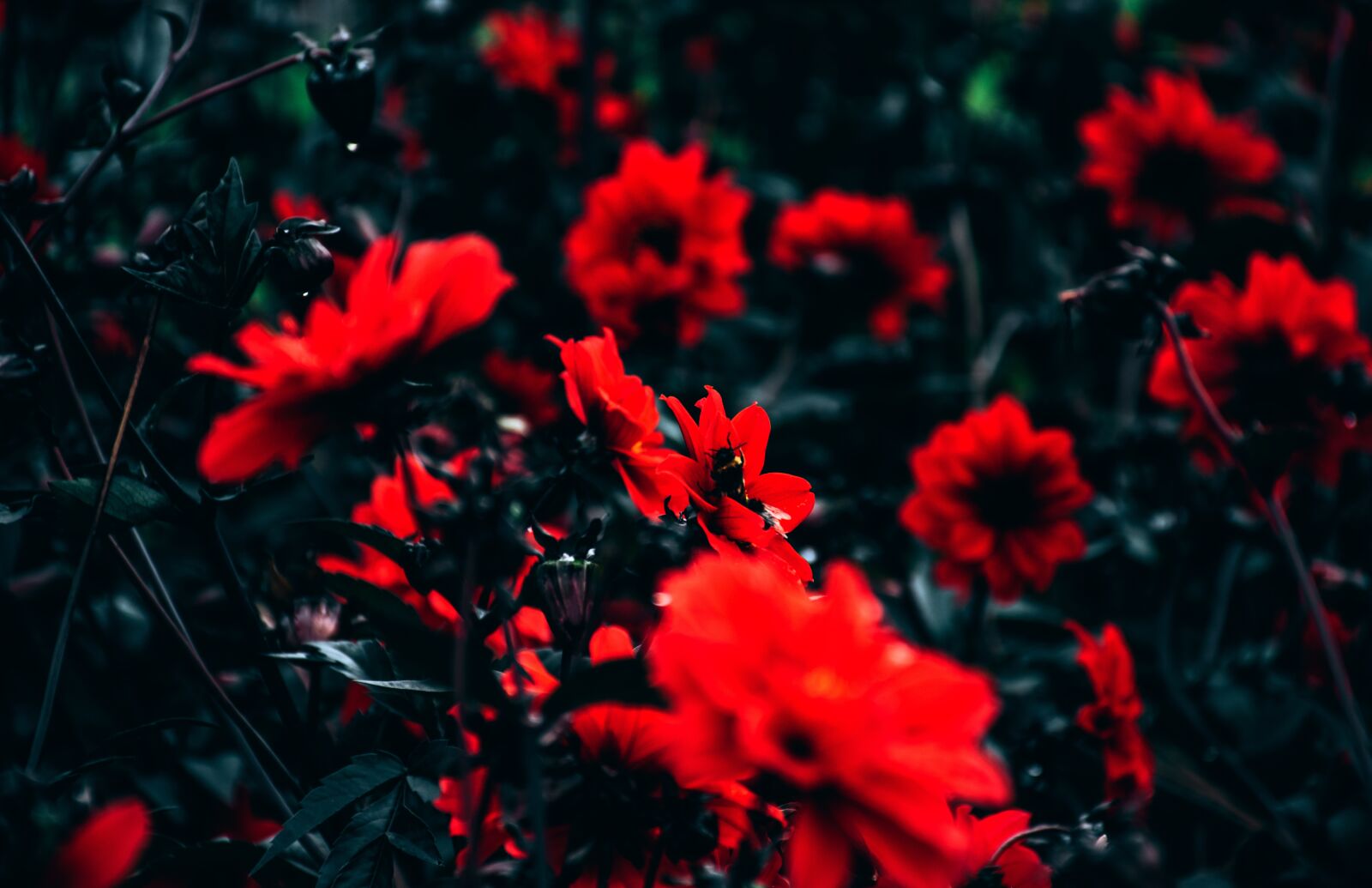 Nikon D5500 sample photo. Bloom, blossom, flora photography