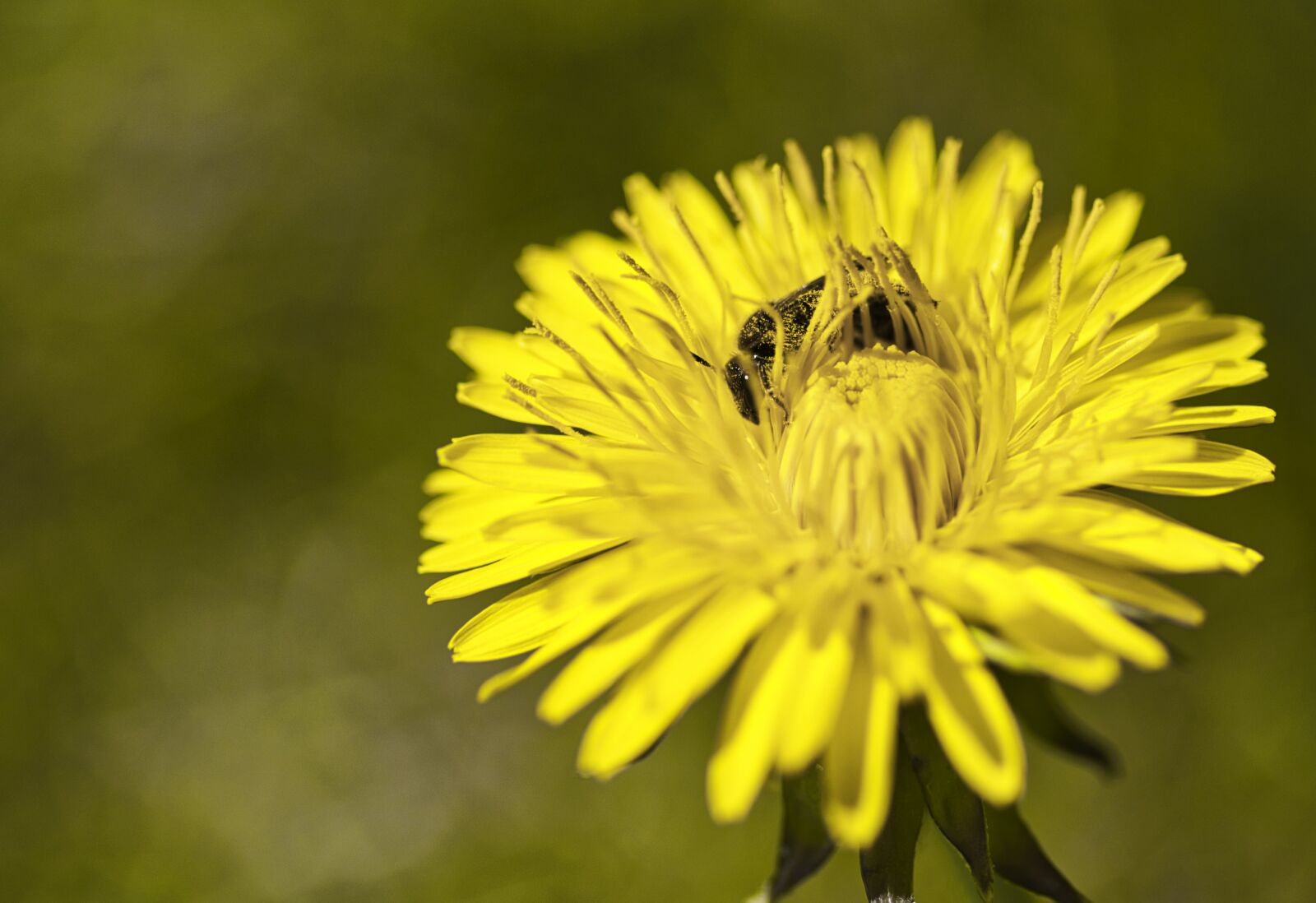 Canon EF 100mm F2.8L Macro IS USM sample photo. Bee, flower, yellow photography