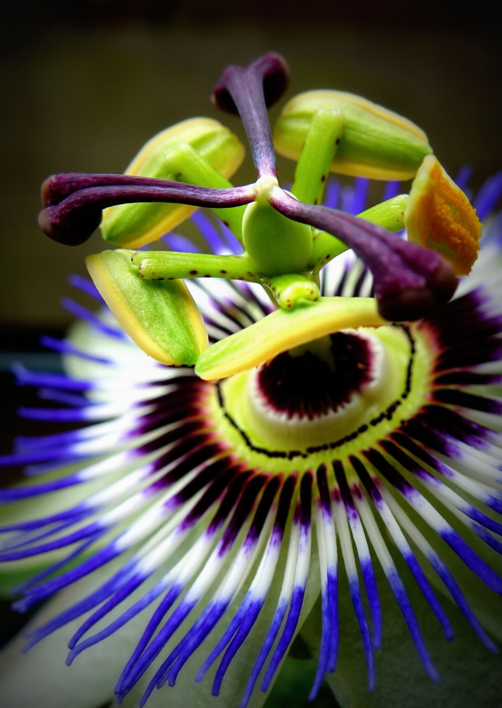 Sony Cyber-shot DSC-RX10 sample photo. Passiflora, passion flower, blossom photography