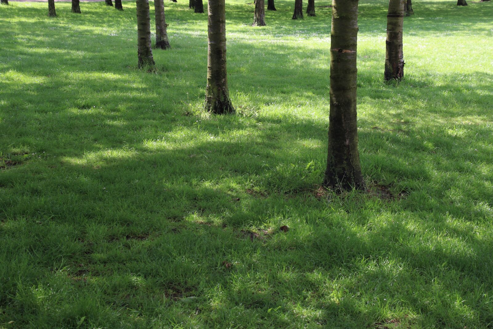 Canon EOS 7D Mark II sample photo. Bark, forest, garden, grass photography