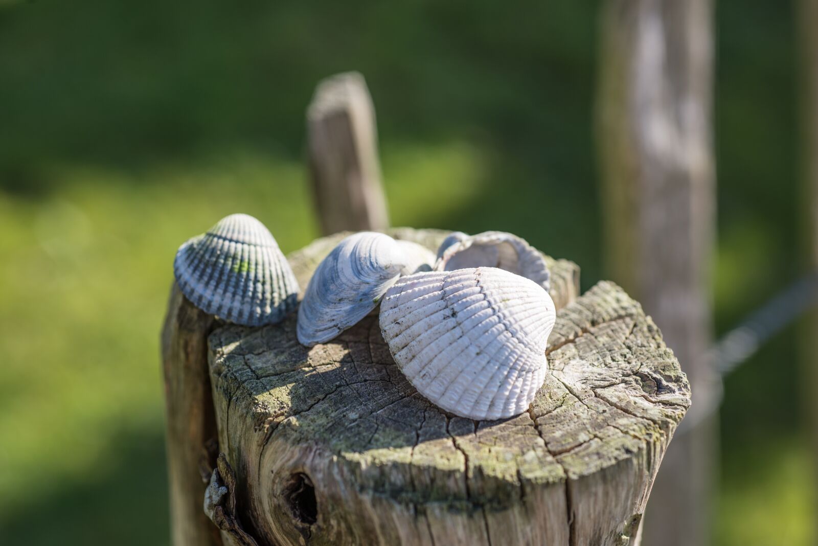 Nikon D610 sample photo. Shell, pole, wood photography
