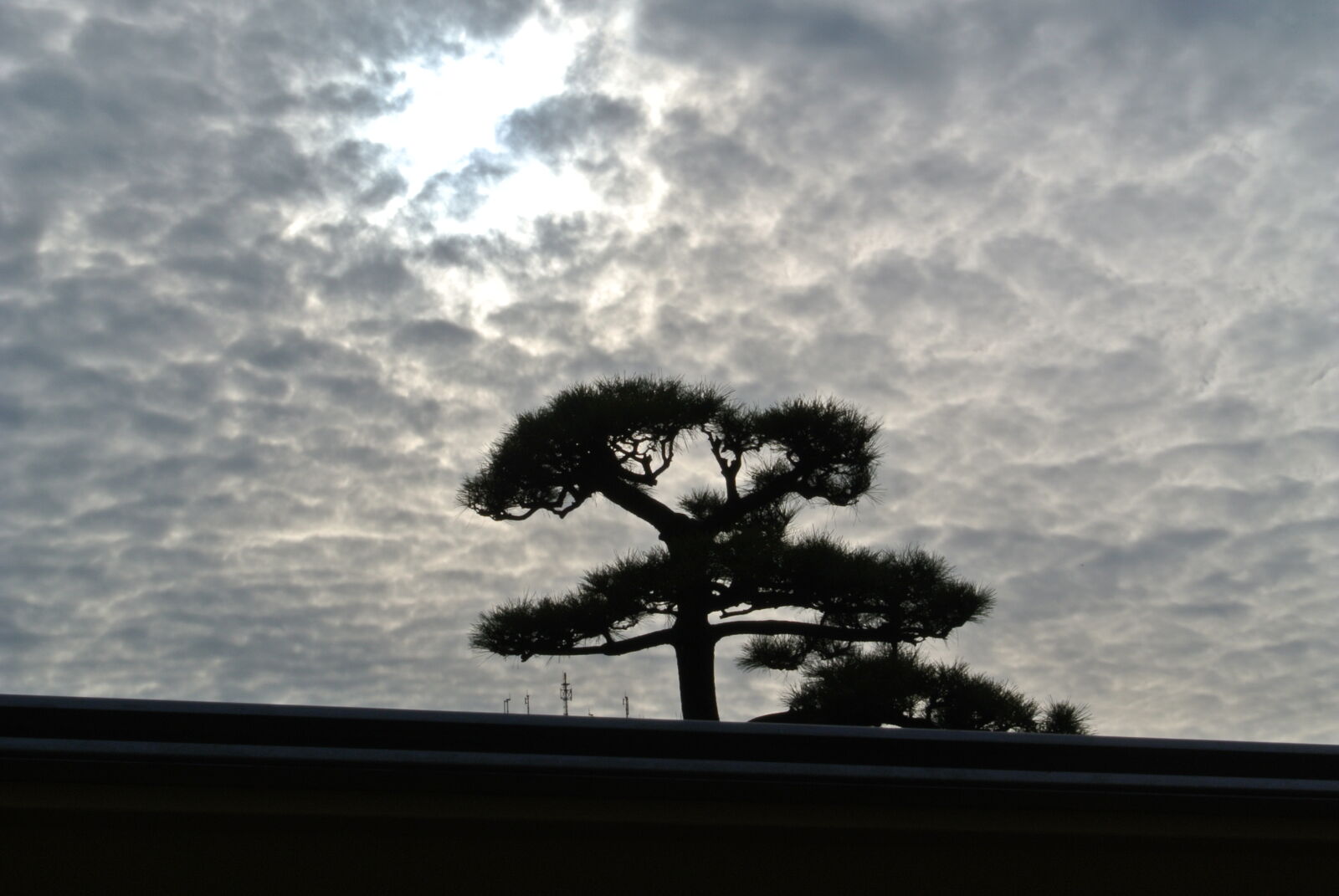 Nikon 1 J1 sample photo. Bonsai, cloudy, silhouette, tree photography