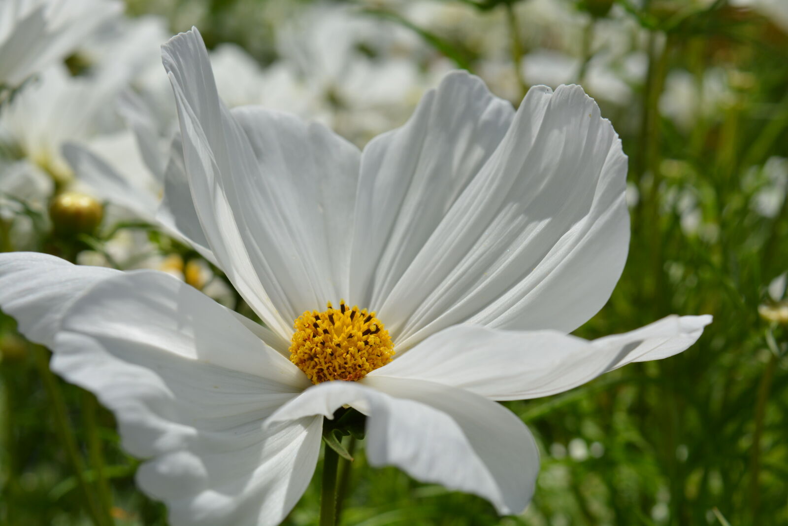 Nikon D5200 sample photo. Close, up, view, flower photography