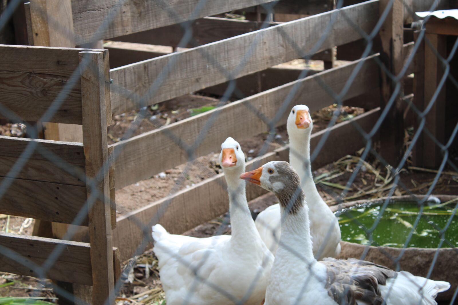 Canon EOS 1300D (EOS Rebel T6 / EOS Kiss X80) + Canon EF-S 18-55mm F3.5-5.6 IS II sample photo. Geese, poultry, farm photography