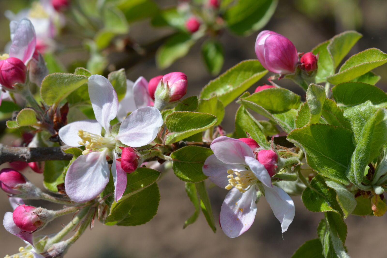 Nikon D7100 sample photo. Nature, flower, garden photography