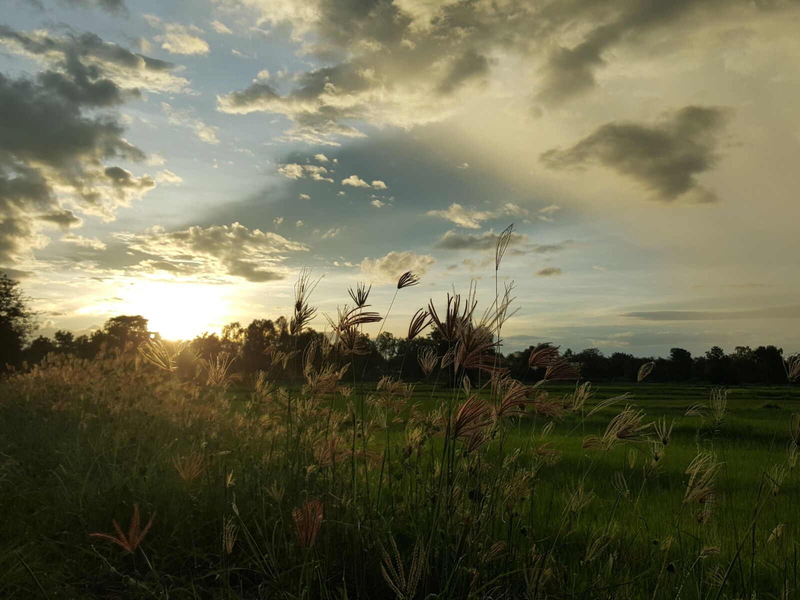 Samsung GALAXY S6 edge sample photo. Sun, flower, sky photography