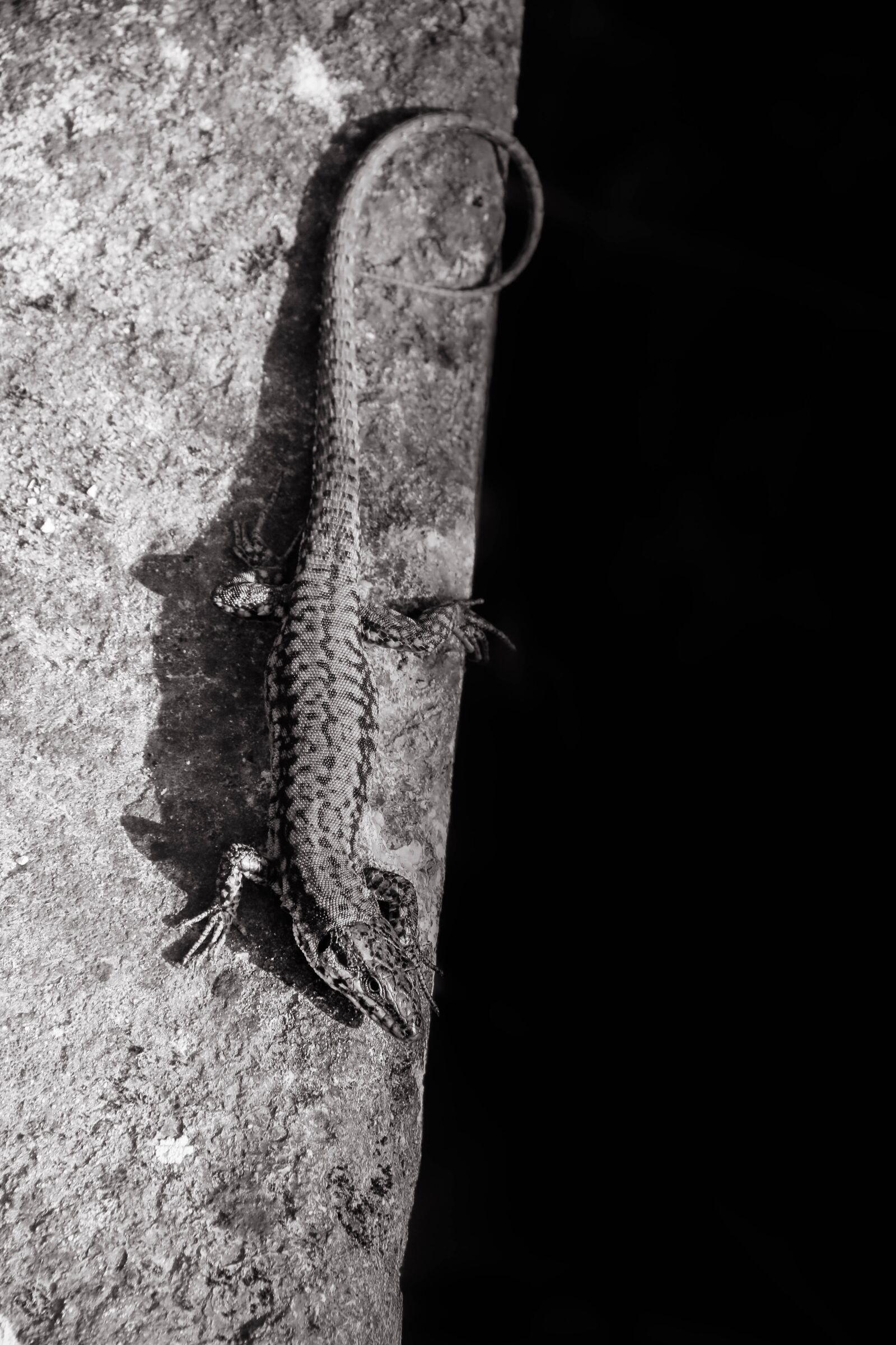 Canon EOS 70D sample photo. Lizard, black-and-white, contrast photography