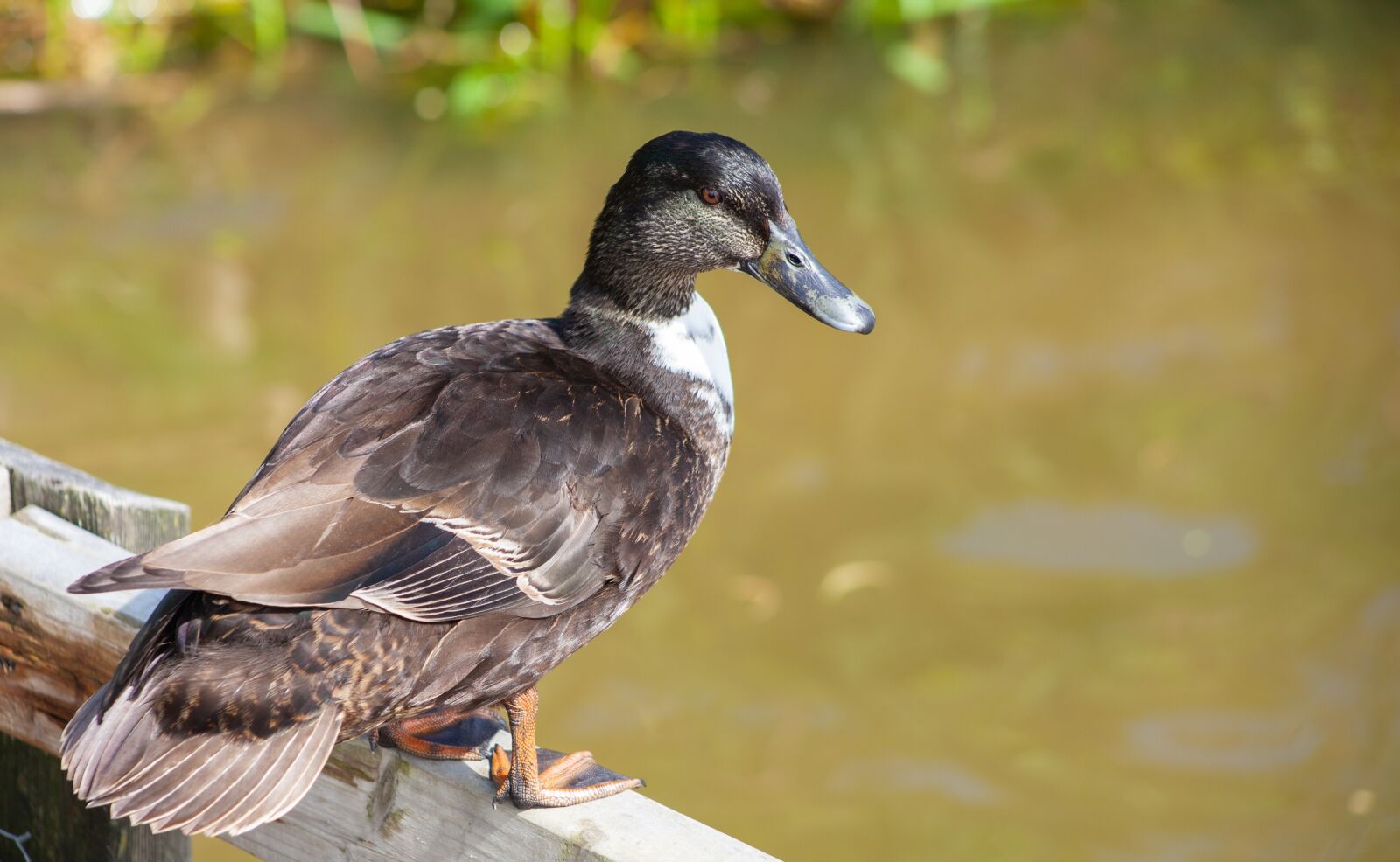 Canon EOS 5D Mark II sample photo. Duck, mallard, male duck photography