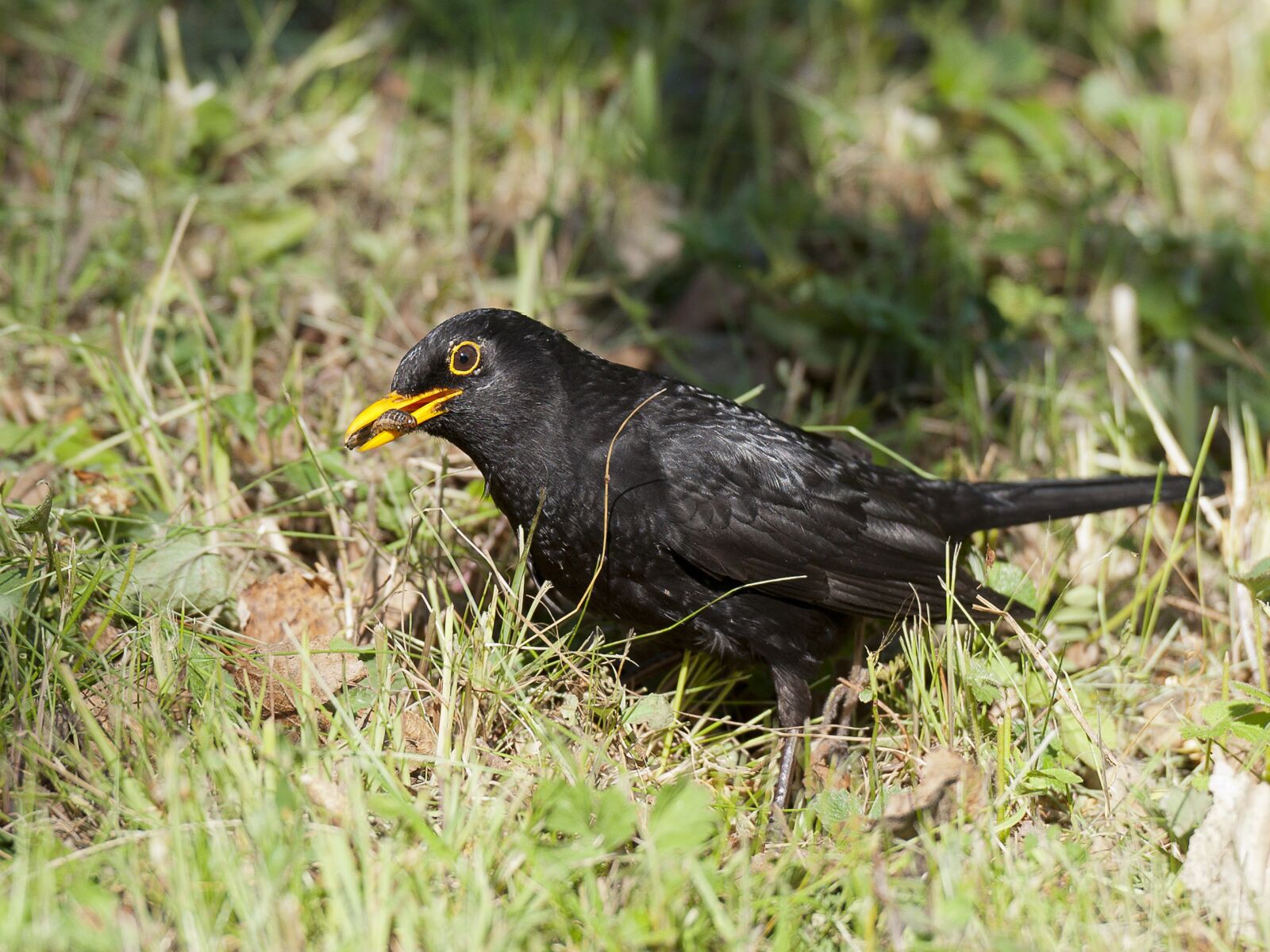 Nikon D90 sample photo. Blackbird, insects, caught photography