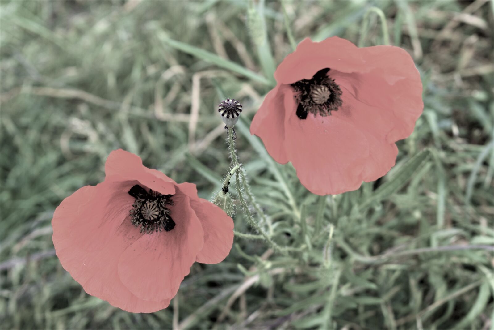 Nikon D3400 sample photo. Flower, blossom, nature photography