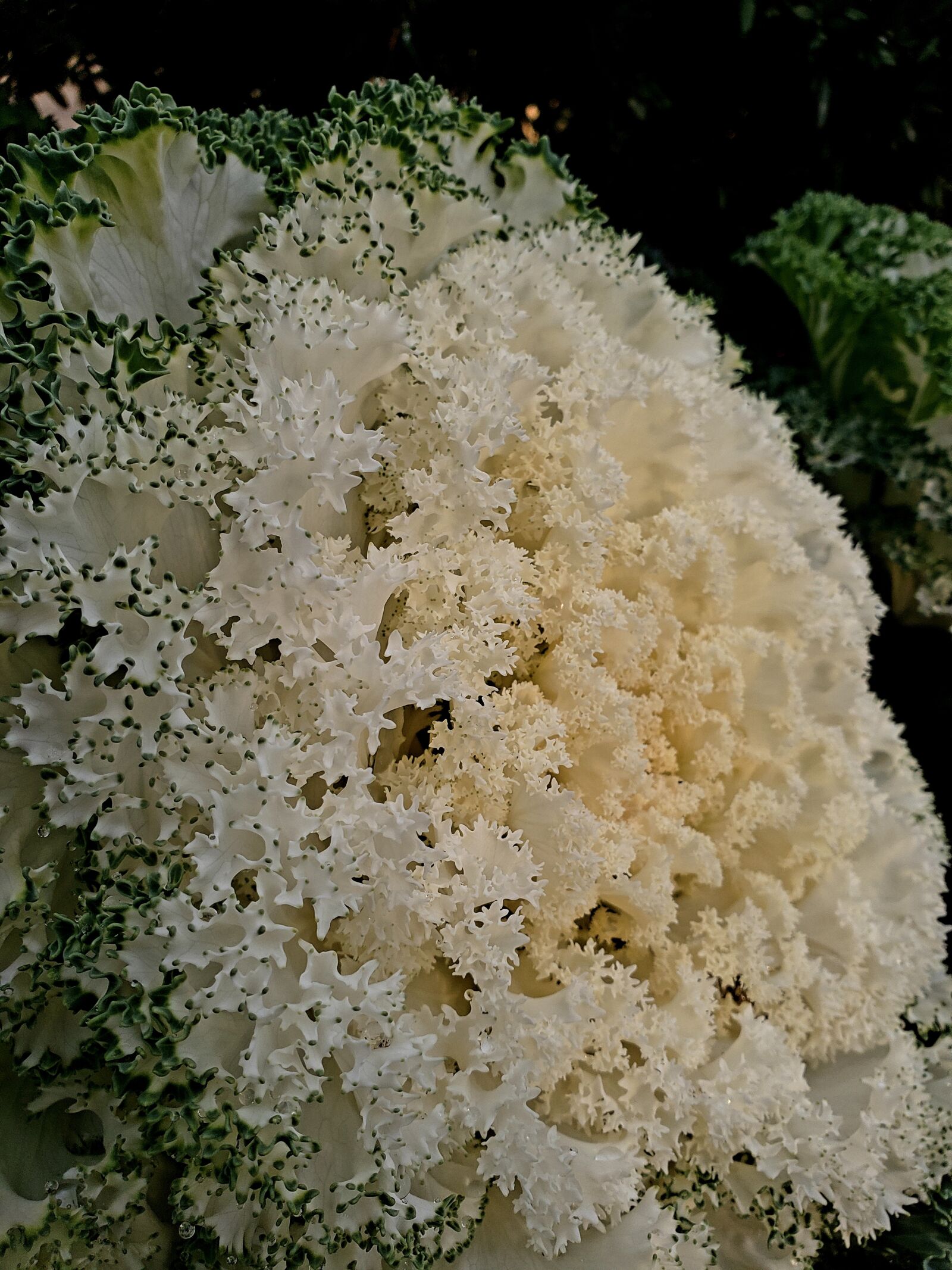 Samsung Galaxy S9 sample photo. Cauliflower, green, white photography