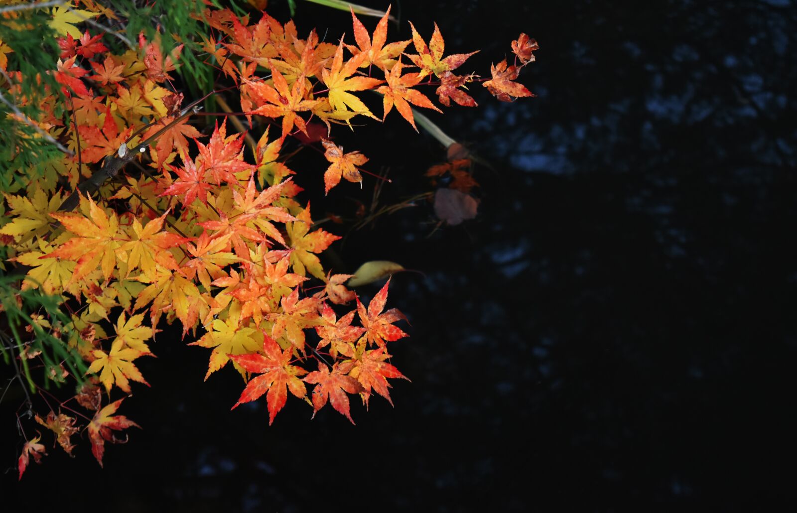 Nikon D5500 sample photo. Autumn, maple, autumnal leaves photography