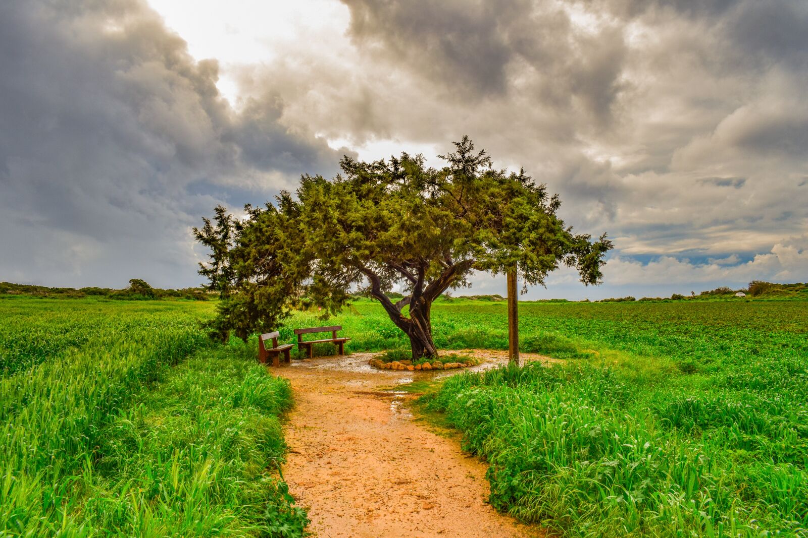 Nikon D3300 sample photo. Tree, landscape, nature photography