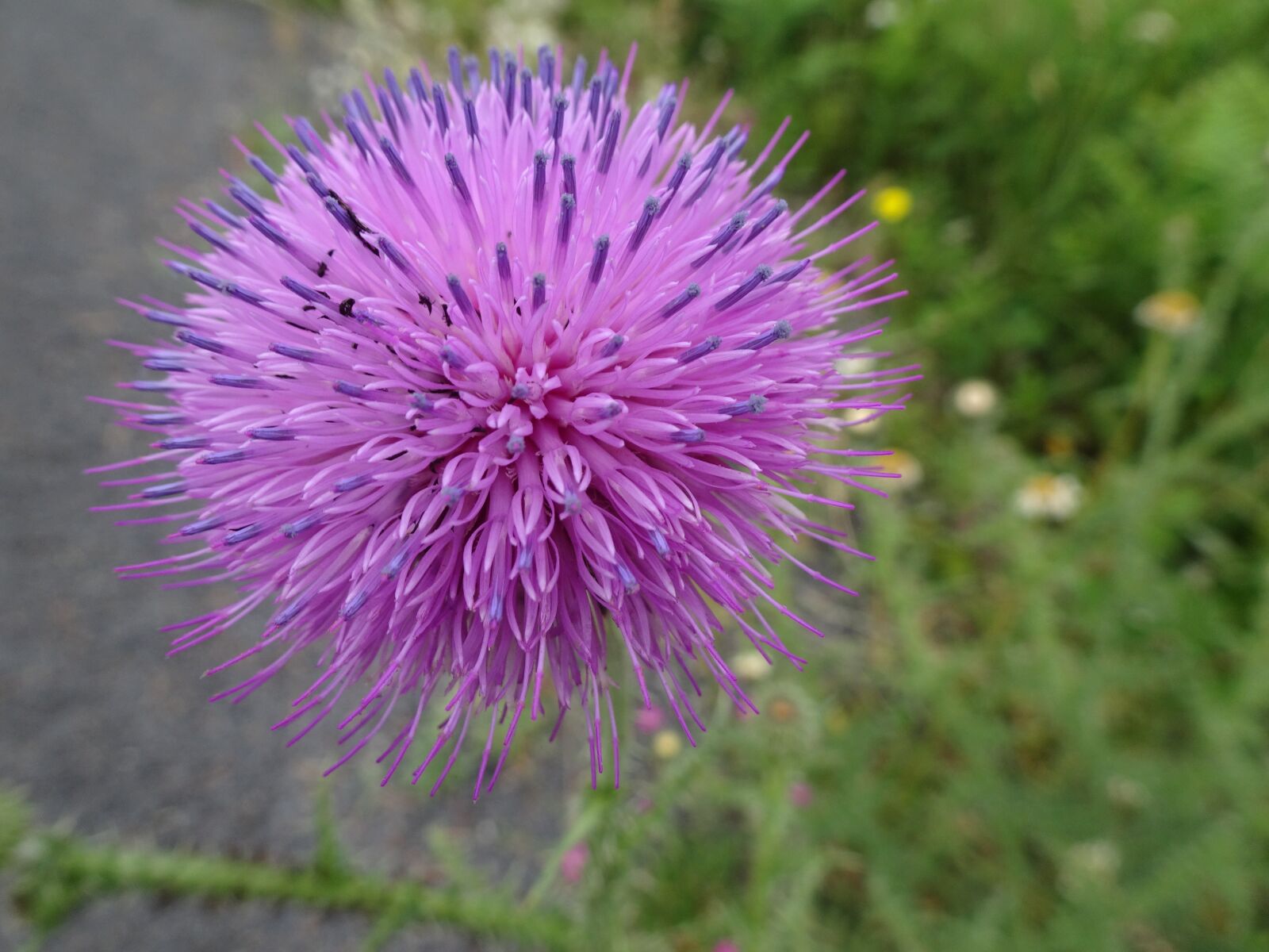 Sony Cyber-shot DSC-HX90V sample photo. Flower, shine, pink photography