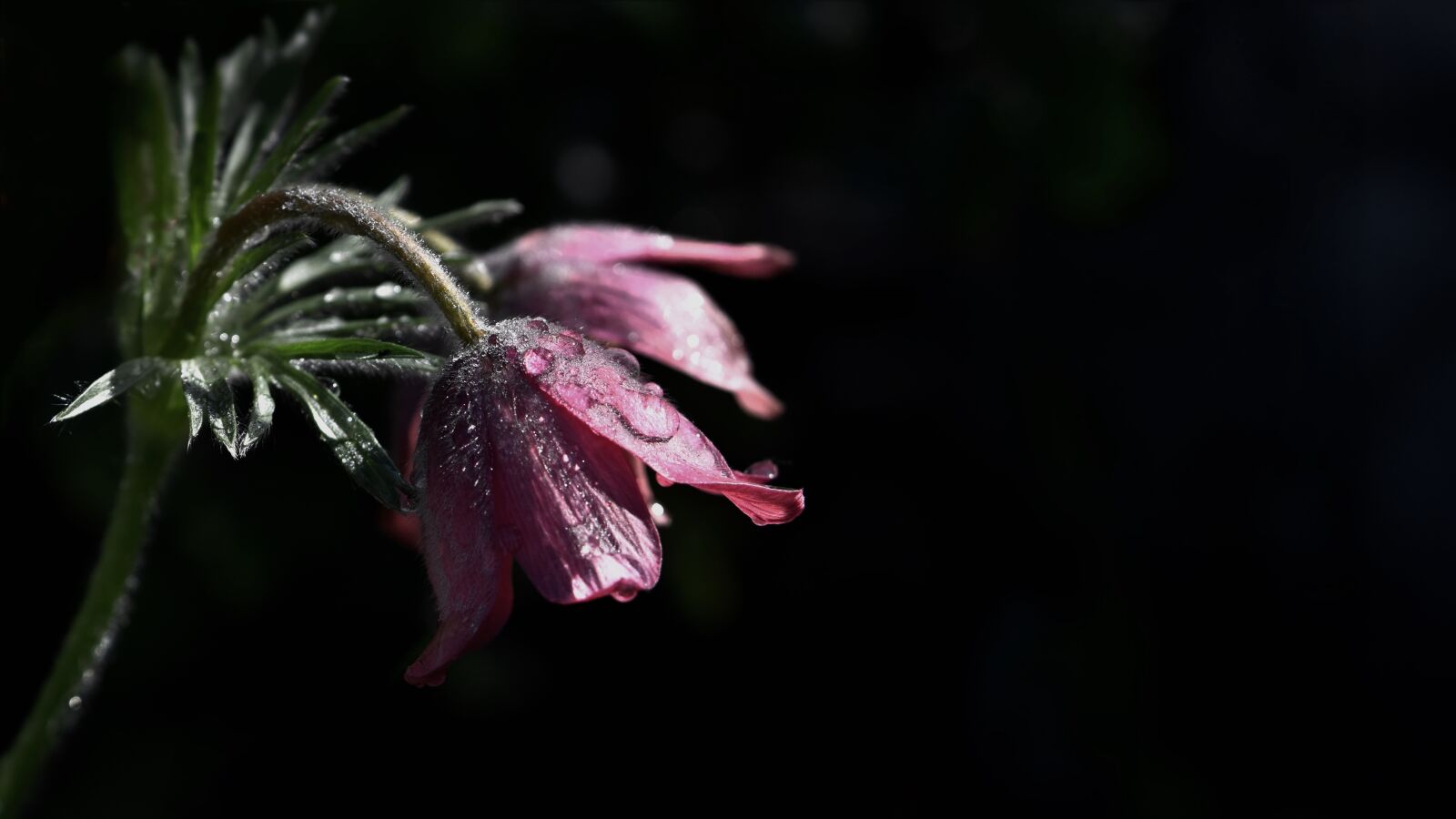 Nikon D5600 sample photo. Flower, petals, dark photography