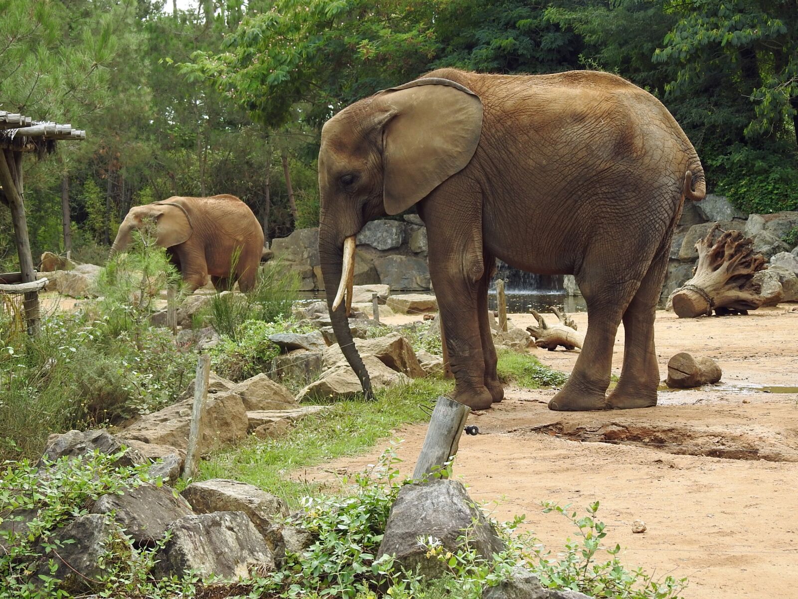 Nikon Coolpix P900 sample photo. Elephant, animals, pachydermata photography