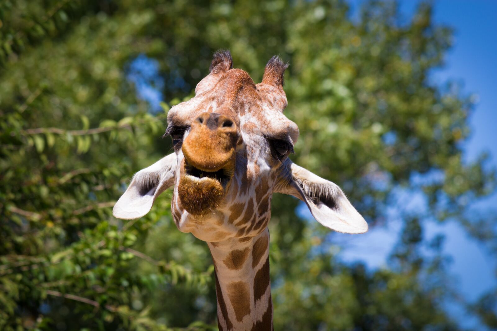 Canon EF-S 55-250mm F4-5.6 IS II sample photo. Giraffe, animal, zoo photography