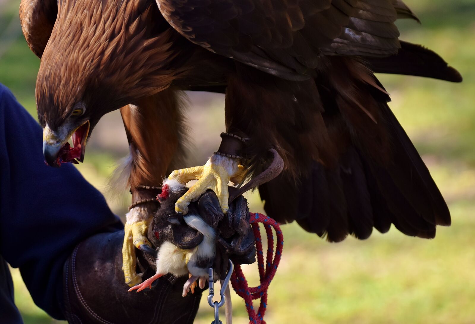 Nikon D7200 sample photo. Adler, raptor, prey photography