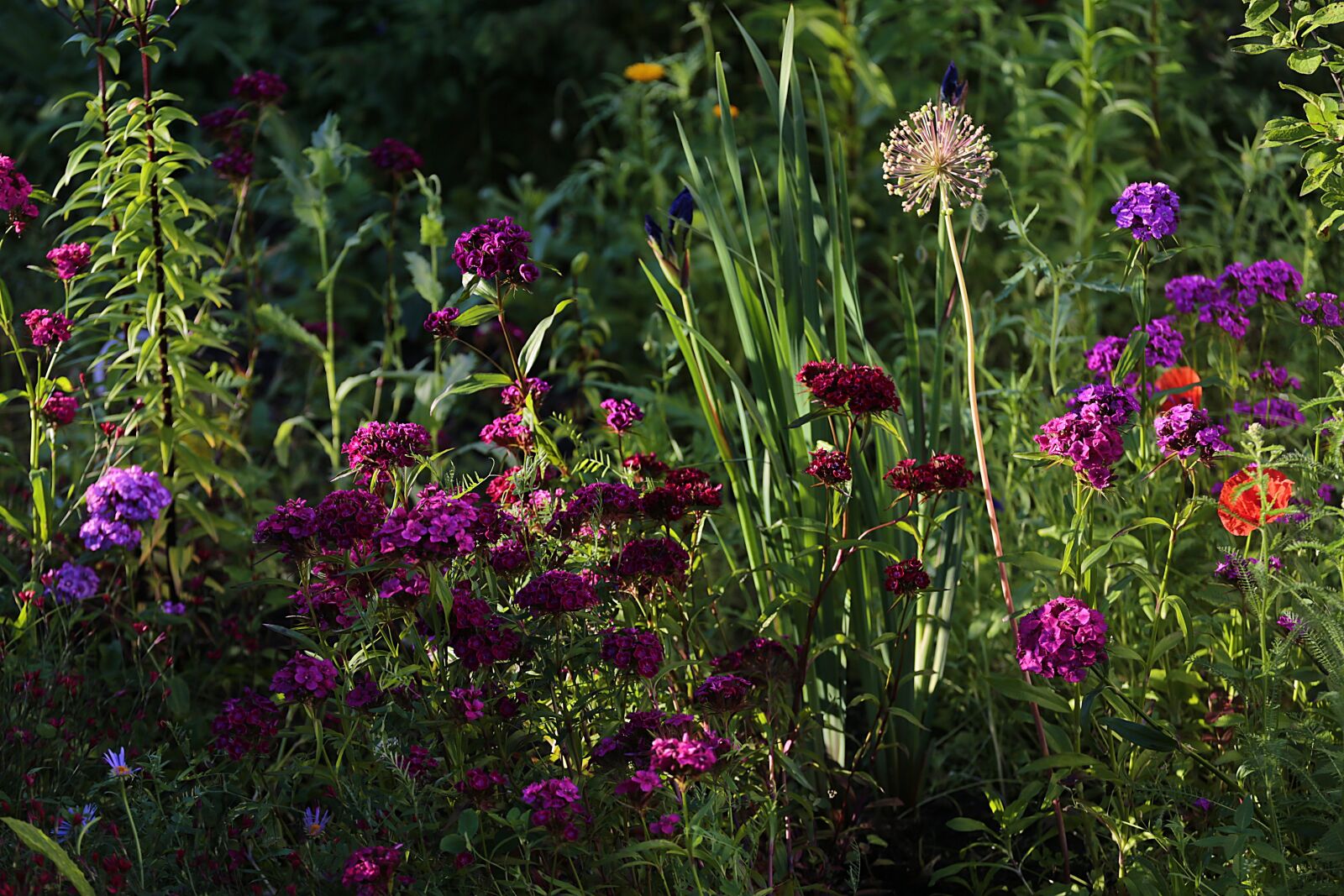 Canon EOS 6D + Canon EF 70-200mm F4L USM sample photo. Flowers, beauty, garden flowers photography
