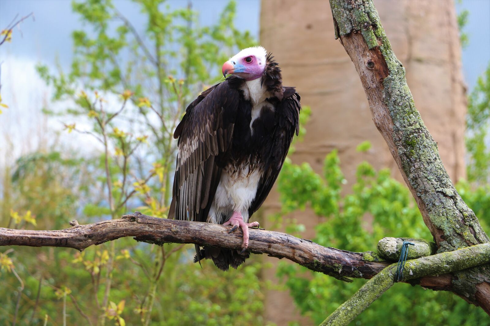 Canon EOS 700D (EOS Rebel T5i / EOS Kiss X7i) sample photo. Vulture, tree, bird photography