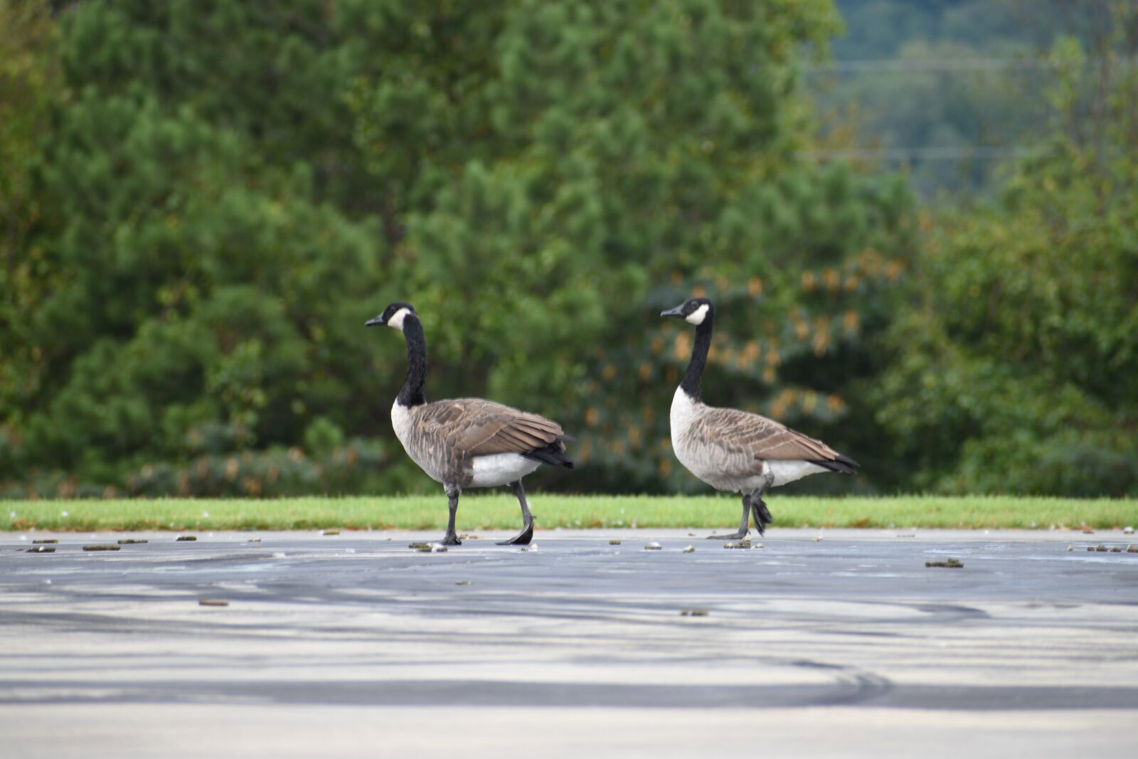 Nikon D3500 sample photo. Goose, geese, bird photography