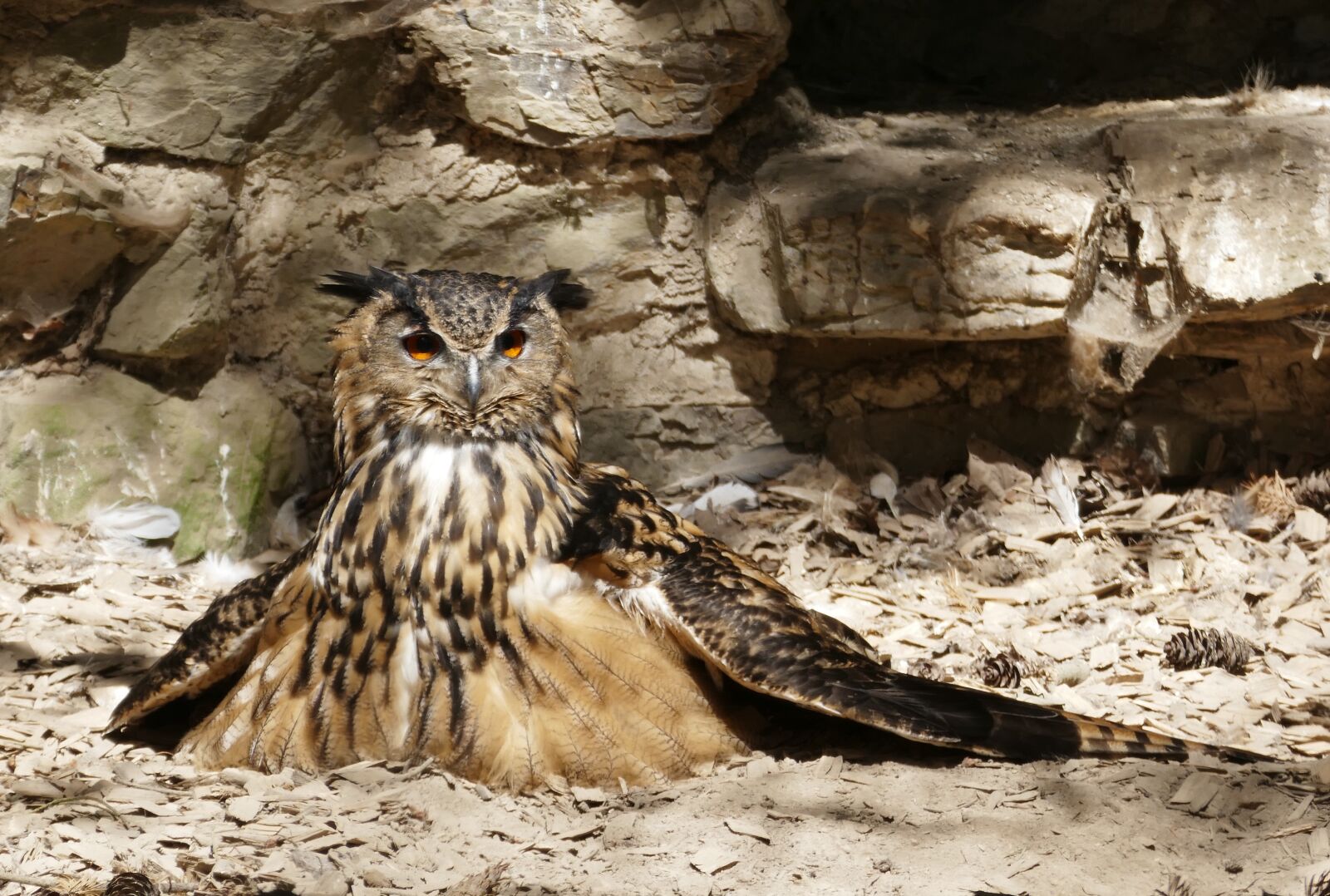 Panasonic Lumix DMC-FZ1000 sample photo. Eagle owl, griffin, owl photography