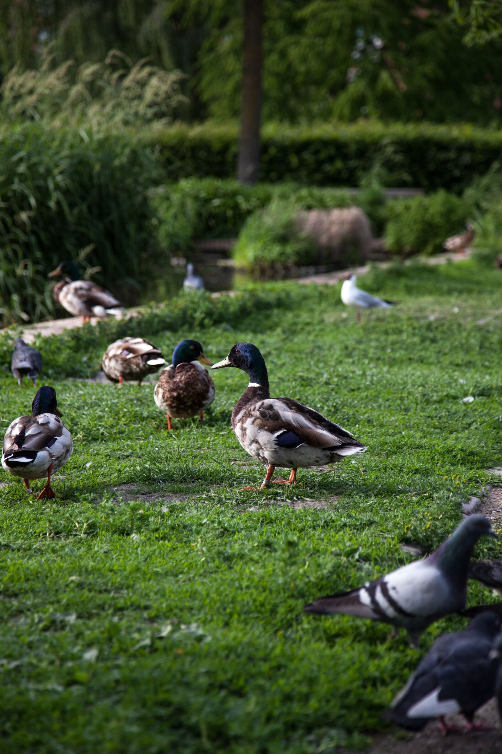 Canon EOS 5D Mark II sample photo. Ducks, park, duck photography