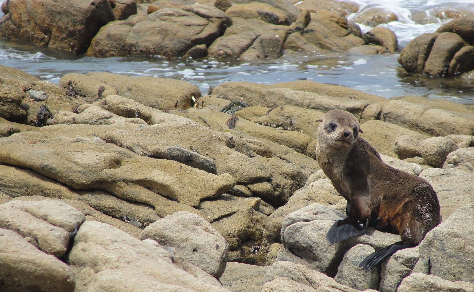 Sony Cyber-shot DSC-H20 sample photo. Seal, sea, beach photography