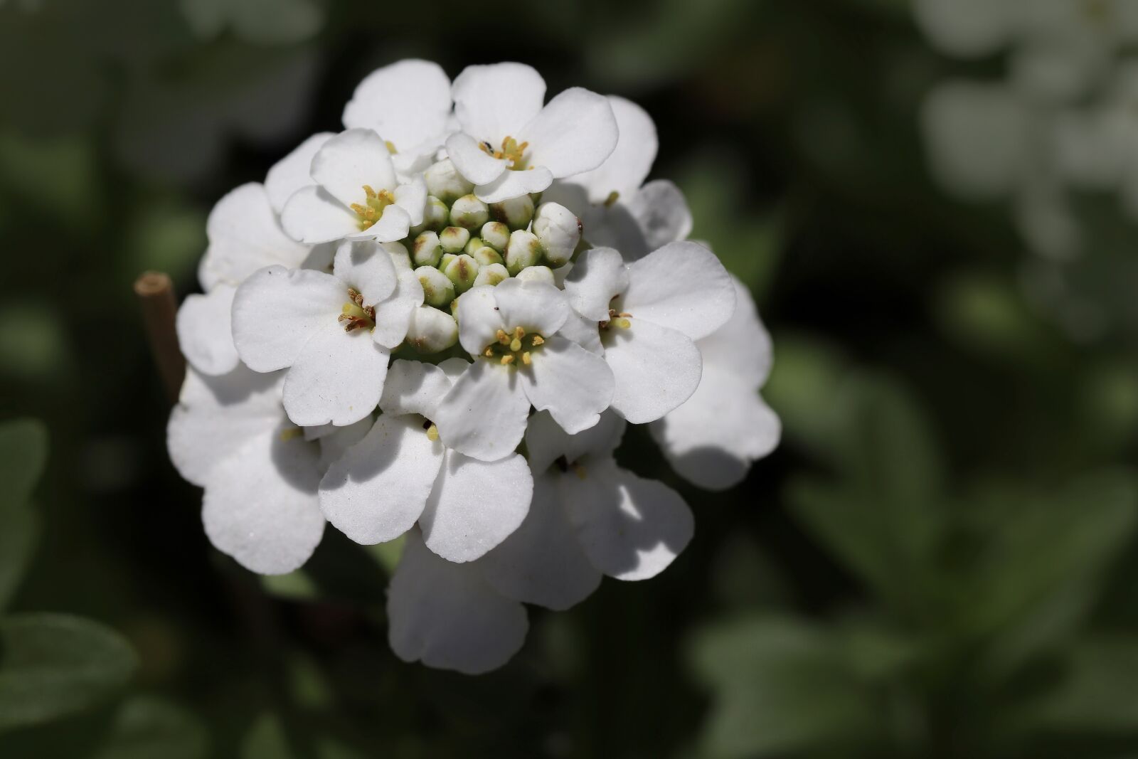 Canon EOS 800D (EOS Rebel T7i / EOS Kiss X9i) + Canon EF 100mm F2.8L Macro IS USM sample photo. Candytuft, iberis, blossom photography