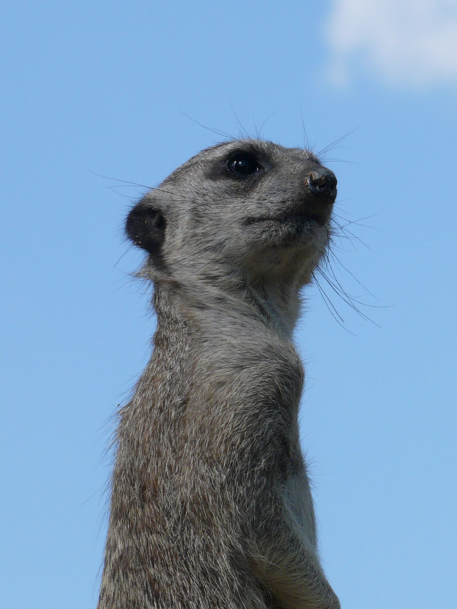 Panasonic DMC-FZ18 sample photo. Meerkat, zoo, animal photography
