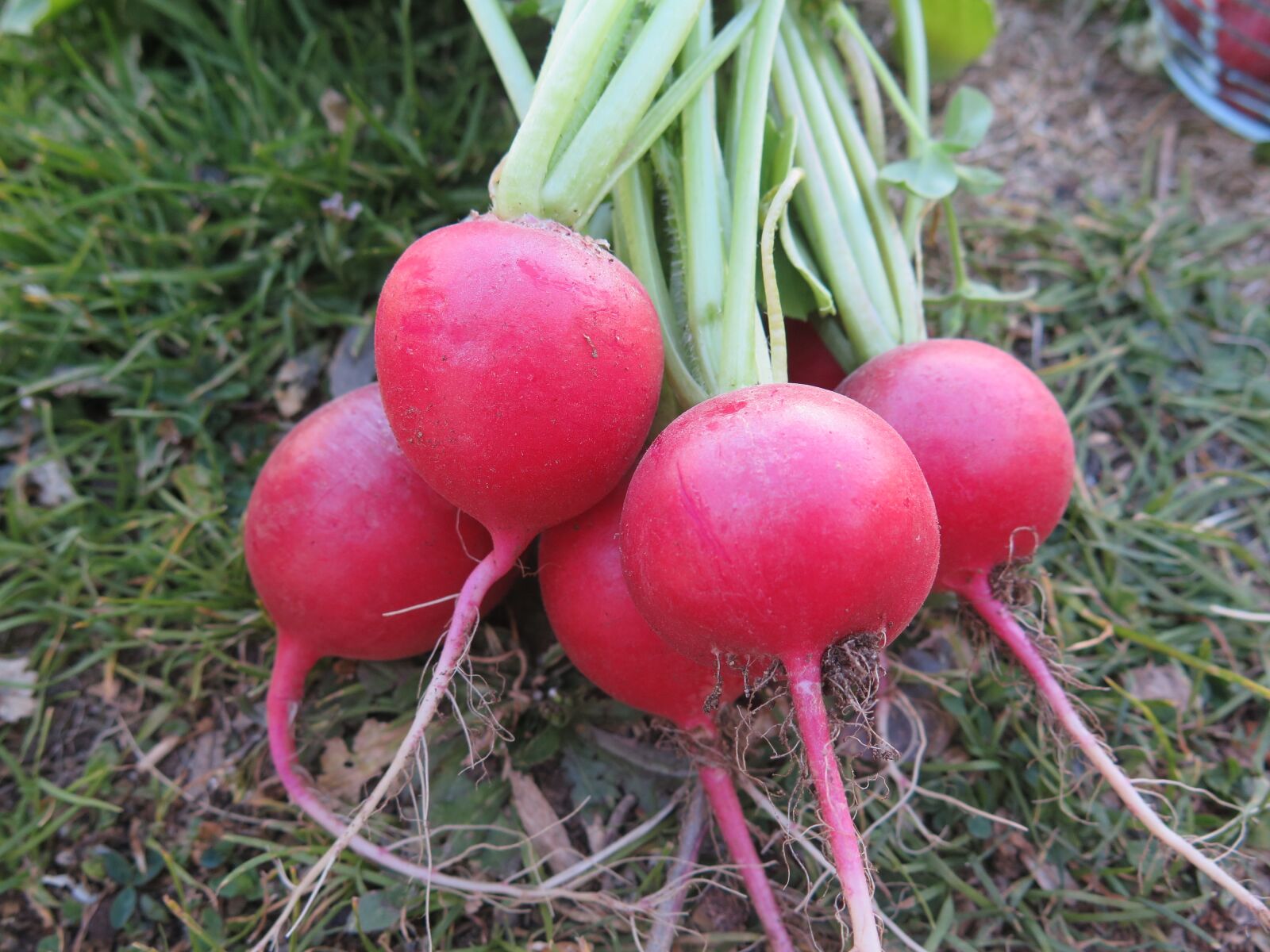 Canon PowerShot G16 sample photo. Nature, food, root photography