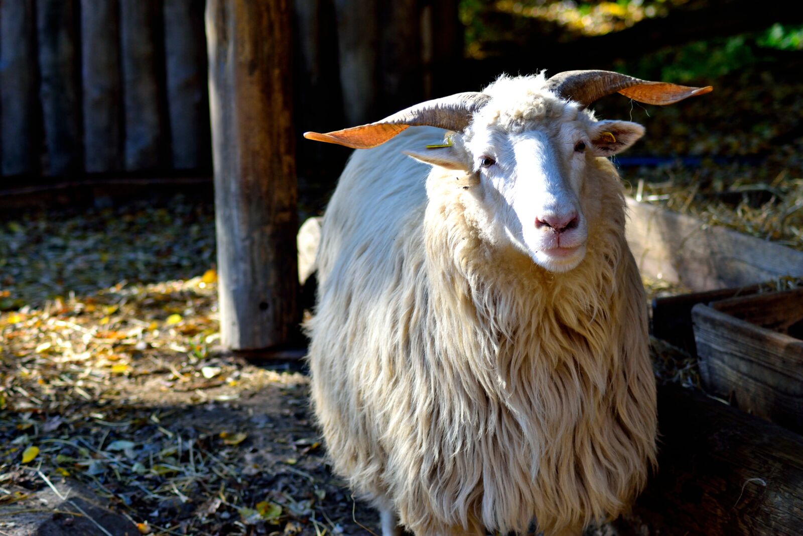 Nikon D3300 sample photo. Horns, ovce, ovce, valasska photography