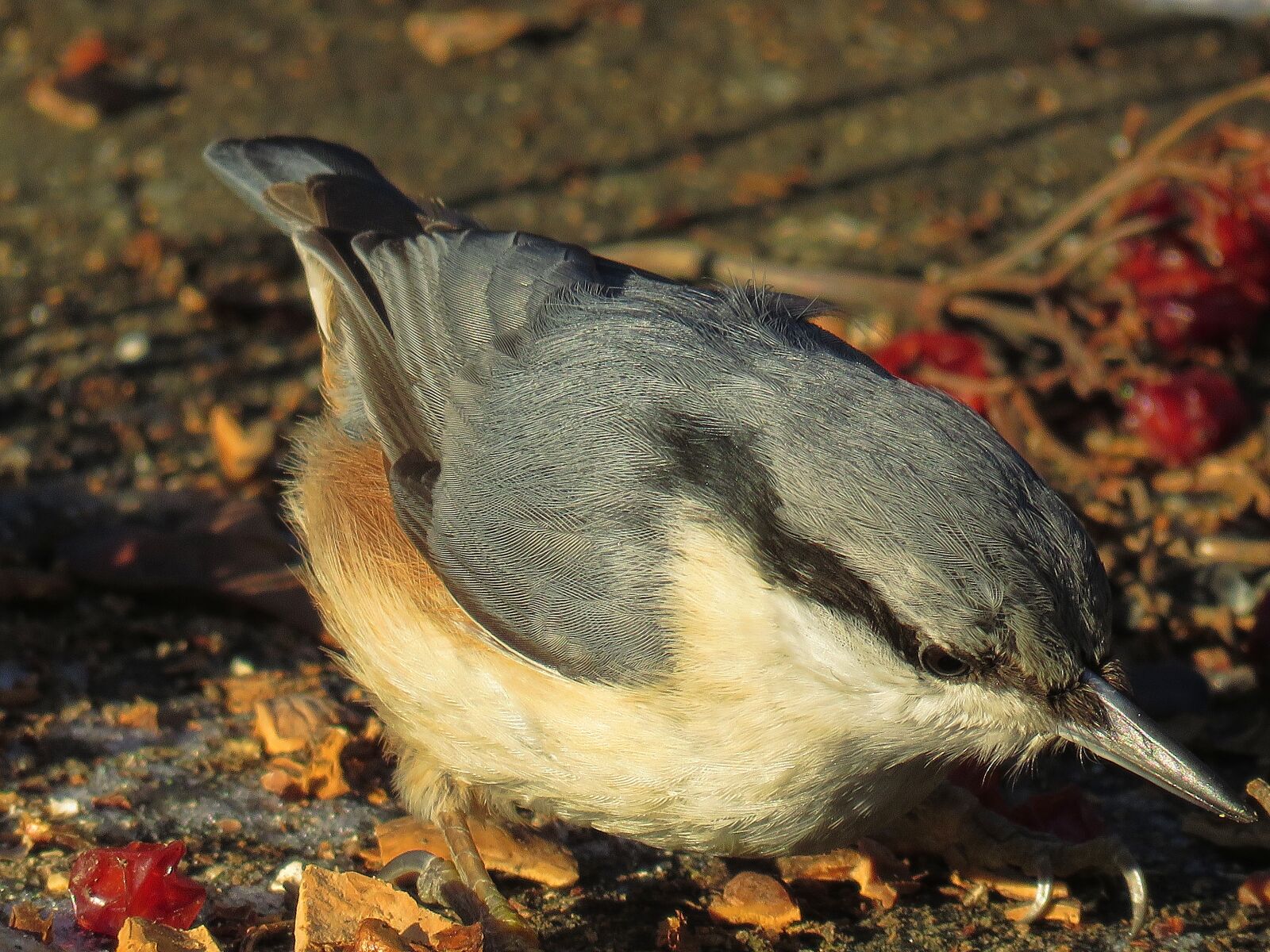 Canon PowerShot SX60 HS sample photo. Bird, nuthatch, nature photography
