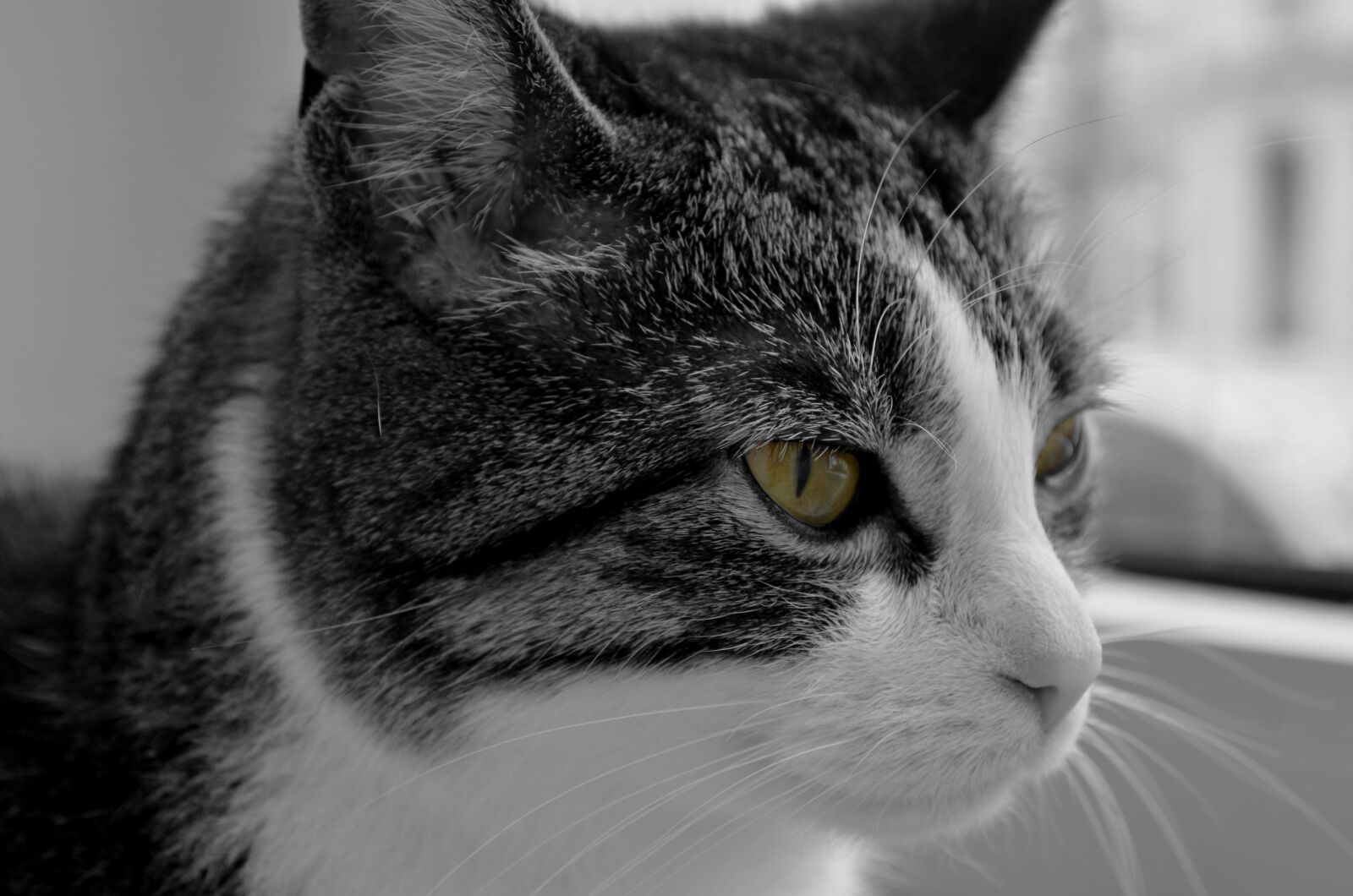Nikon D5100 sample photo. Cat, domestic cat, pet photography