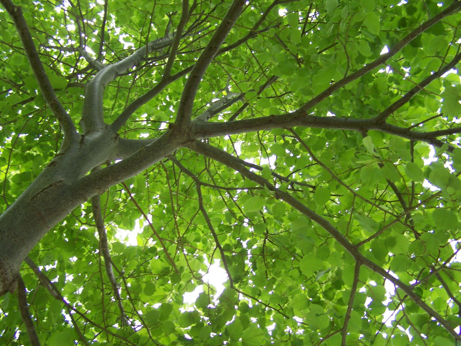 Kodak EASYSHARE Z710 ZOOM DIGITAL CAMERA sample photo. Trees, nature, green photography