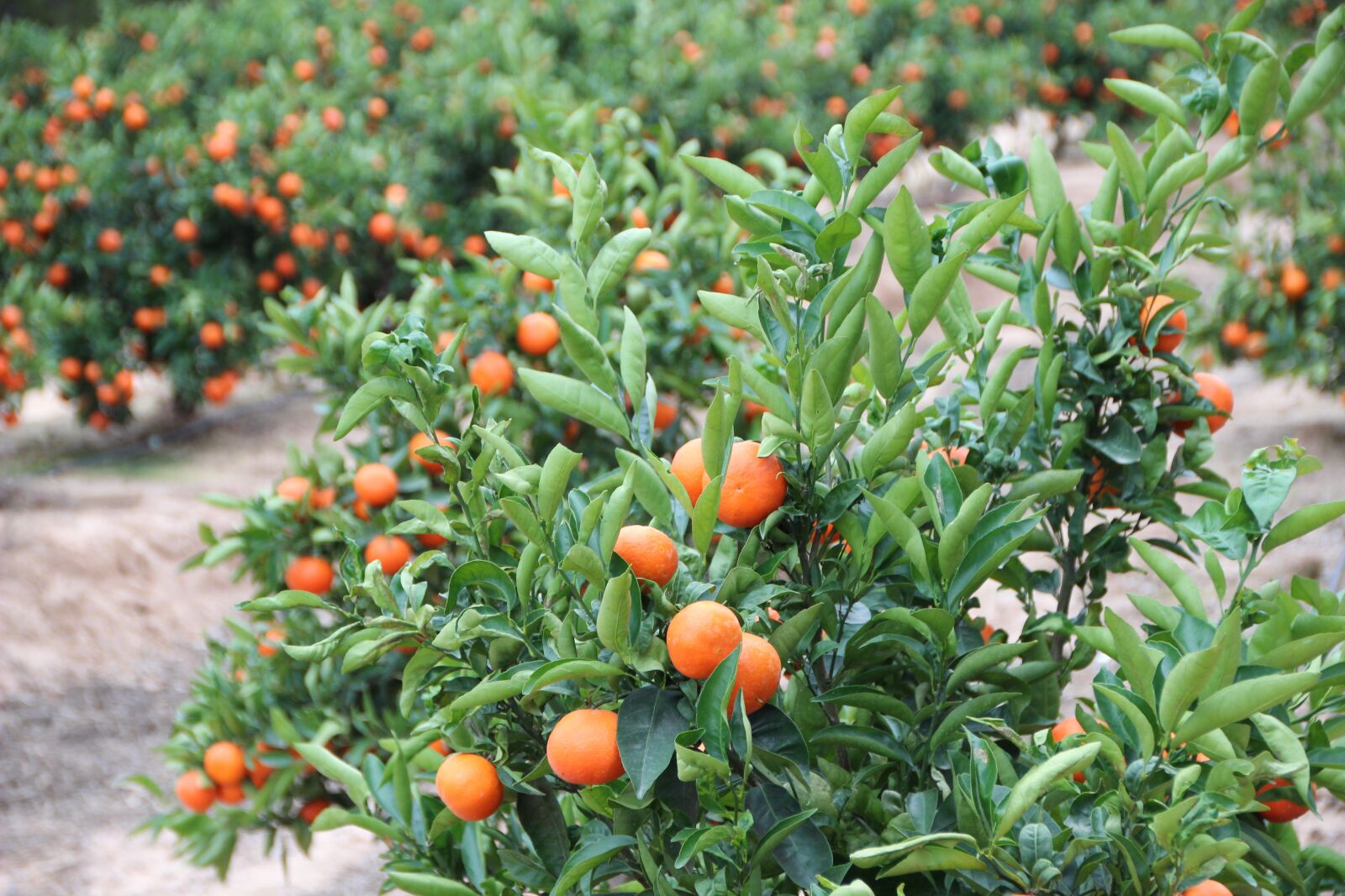 Canon EOS 600D (Rebel EOS T3i / EOS Kiss X5) sample photo. Orange grove, fruit growing photography