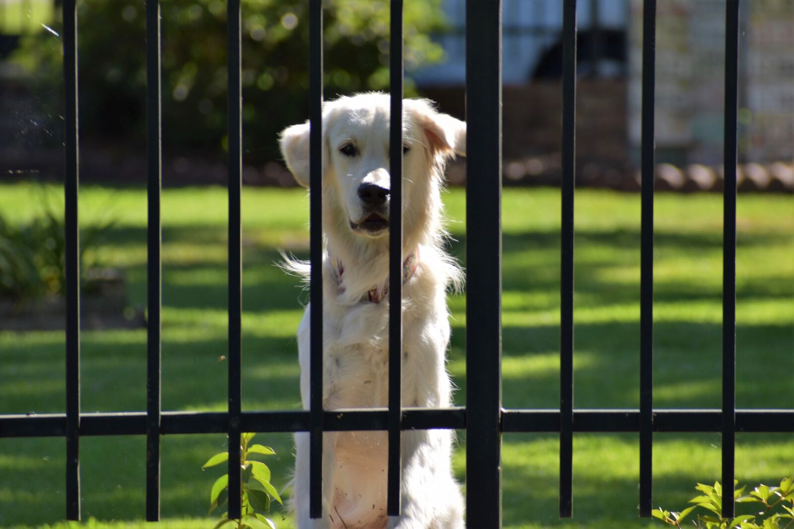 Nikon D3500 sample photo. Guard dog, feline, furry photography