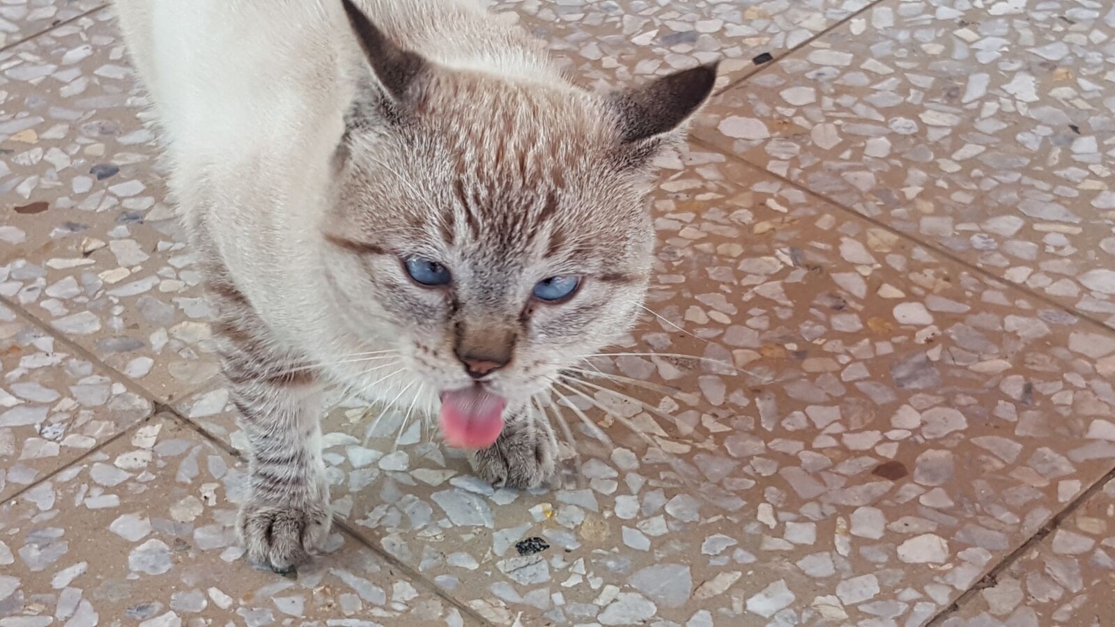 Samsung Galaxy Note5 sample photo. Cat, animals, funny photography
